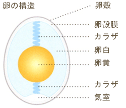 egg.gif